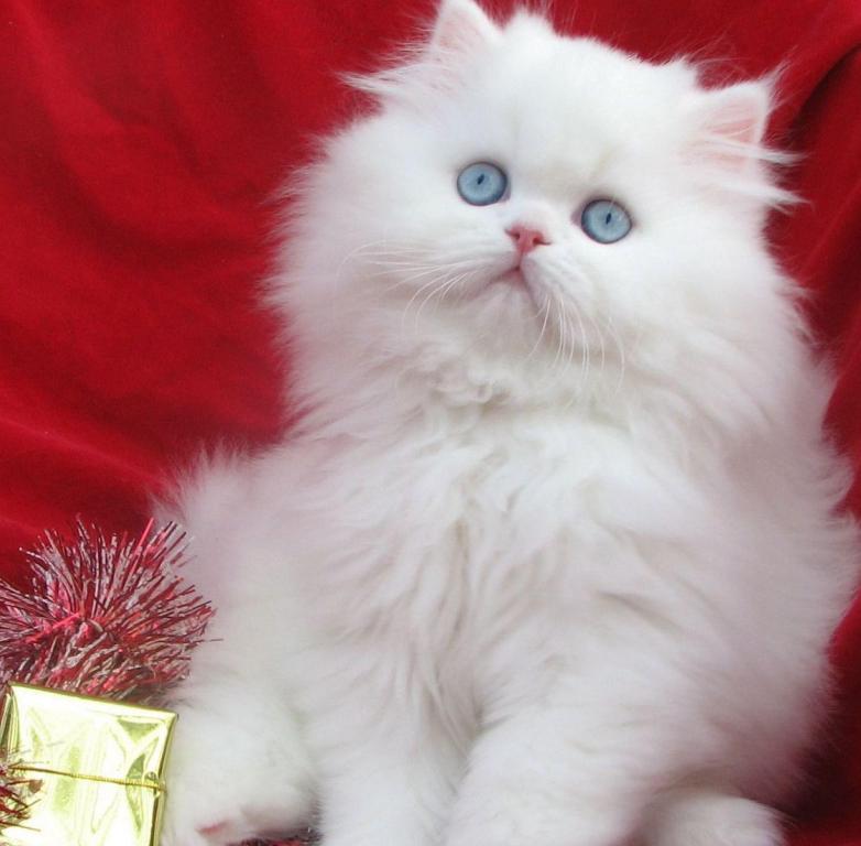 Angelic Doll Face Blue Eyed White Persians photo 17
