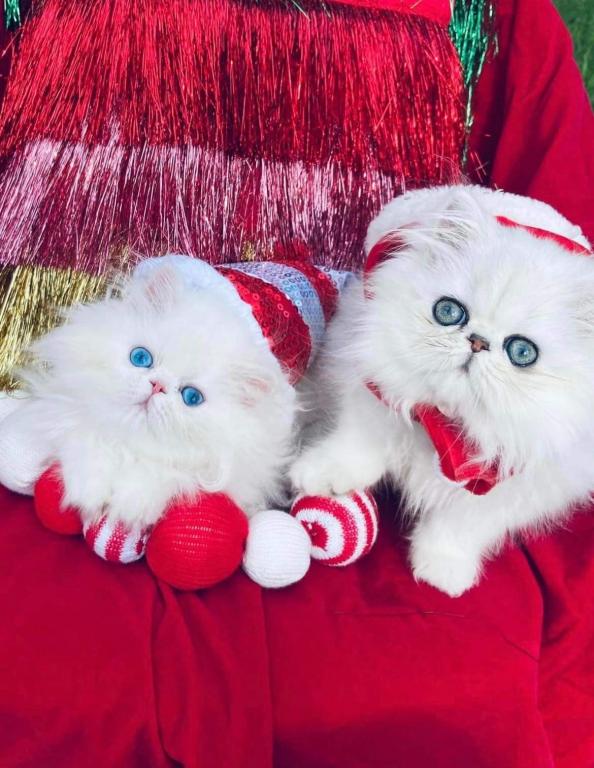 Angelic Doll Face Blue Eyed White Persians photo 24