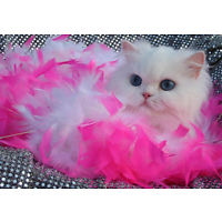 Angelic Doll Face Blue Eyed White Persians photo 14