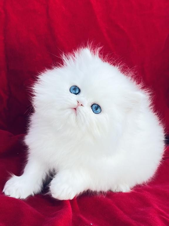 Angelic Doll Face Blue Eyed White Persians photo 28
