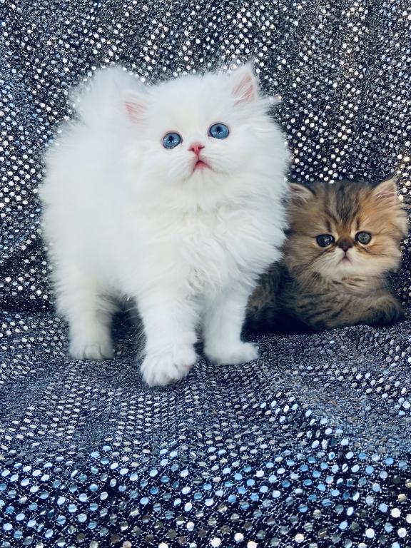 Angelic Doll Face Blue Eyed White Persians photo 30