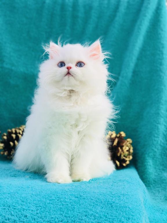 Angelic Doll Face Blue Eyed White Persians photo 4