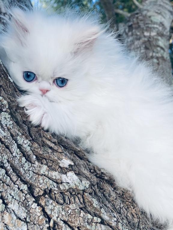 Angelic Doll Face Blue Eyed White Persians photo 26