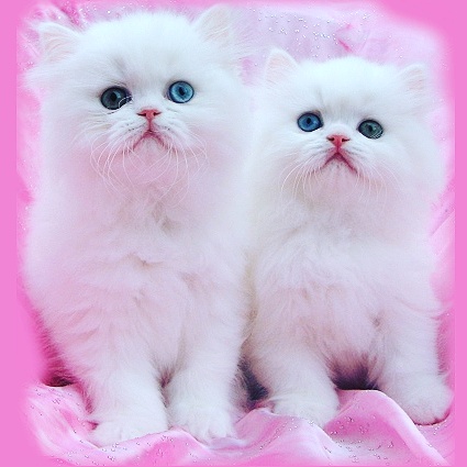 Angelic Doll Face Blue Eyed White Persians photo 8