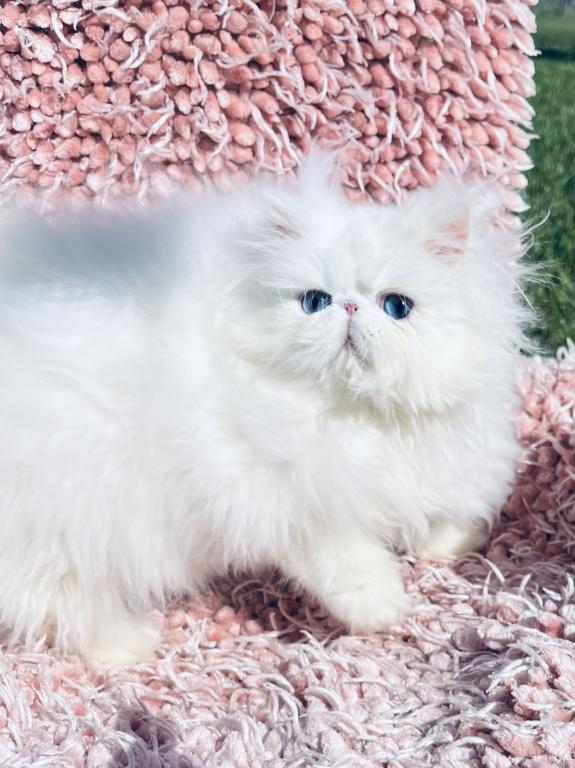 Angelic Doll Face Blue Eyed White Persians photo 18