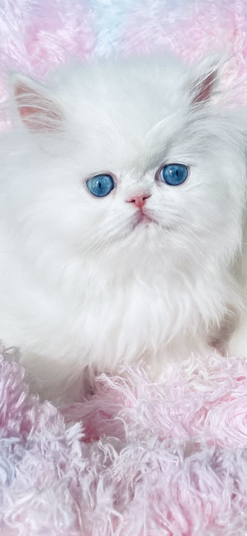 Angelic Doll Face Blue Eyed White Persians photo 25