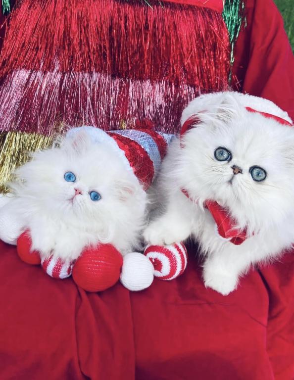 Angelic Doll Face Blue Eyed White Persians photo 33