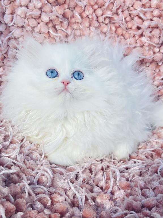 Angelic Doll Face Blue Eyed White Persians photo 27