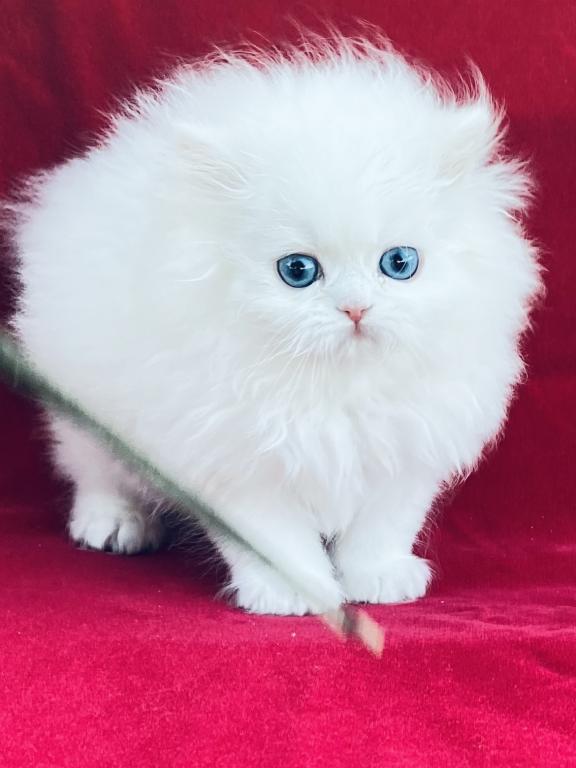 Angelic Doll Face Blue Eyed White Persians photo 29