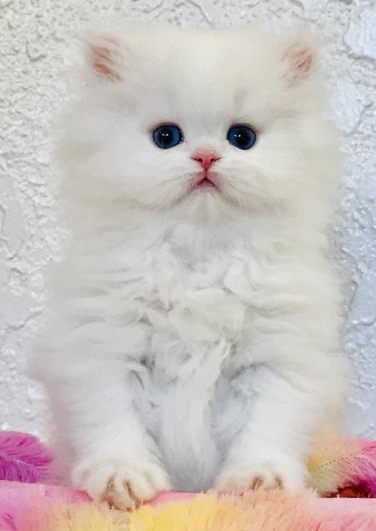 Angelic Doll Face Blue Eyed White Persians photo 32