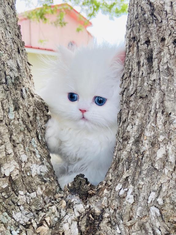 Angelic Doll Face Blue Eyed White Persians photo 31