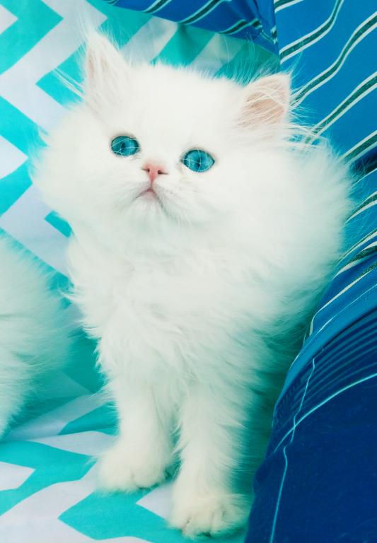 Angelic Doll Face Blue Eyed White Persians photo 7