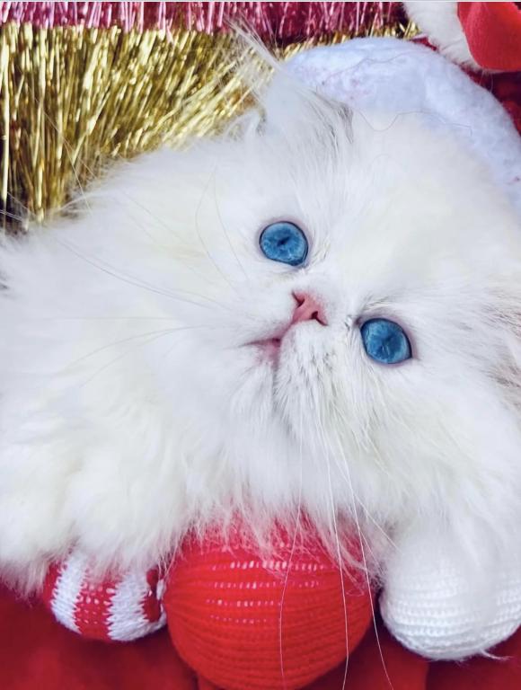 Angelic Doll Face Blue Eyed White Persians photo 23