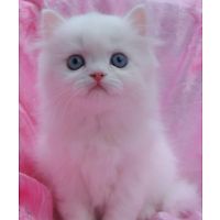 Angelic Doll Face Blue Eyed White Persians photo 15