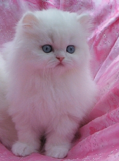 Angelic Doll Face Blue Eyed White Persians photo 16