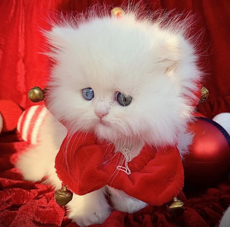 Angelic Doll Face Blue Eyed White Persians photo 20