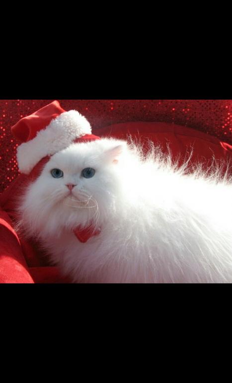 Angelic Doll Face Blue Eyed White Persians photo 1