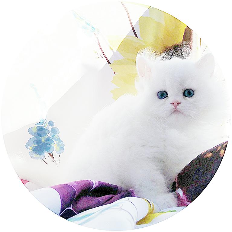 Angelic Doll Face Blue Eyed White Persians photo 13