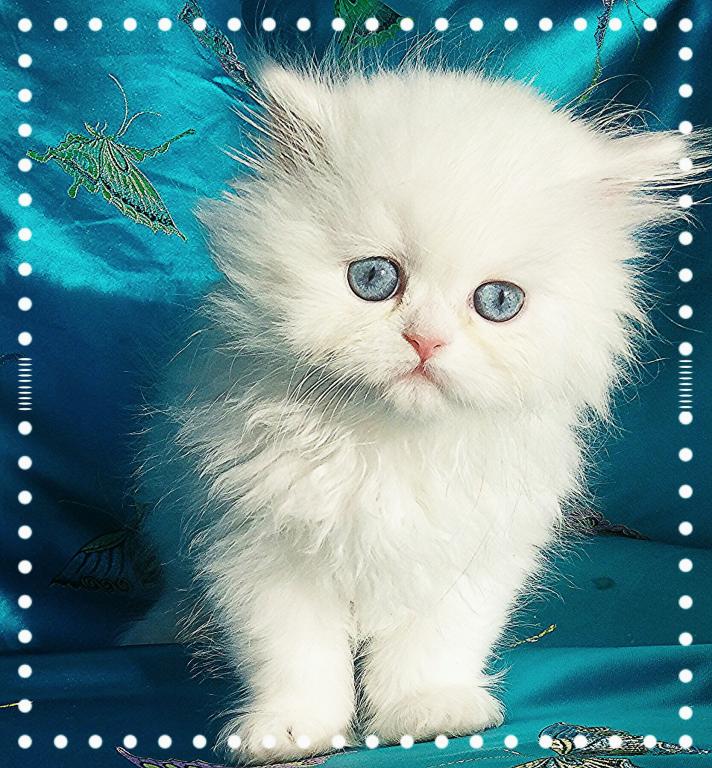 Angelic Doll Face Blue Eyed White Persians photo 6