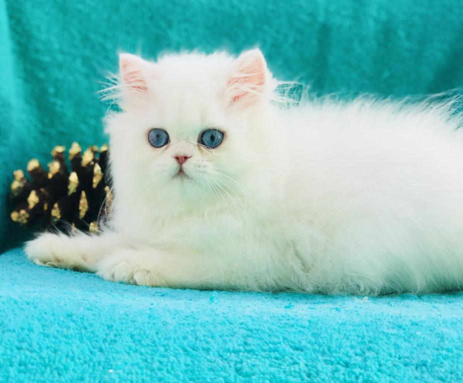 Angelic Doll Face Blue Eyed White Persians photo 5