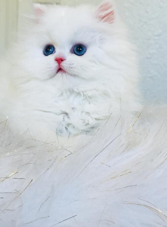Angelic Doll Face Blue Eyed White Persians photo 19