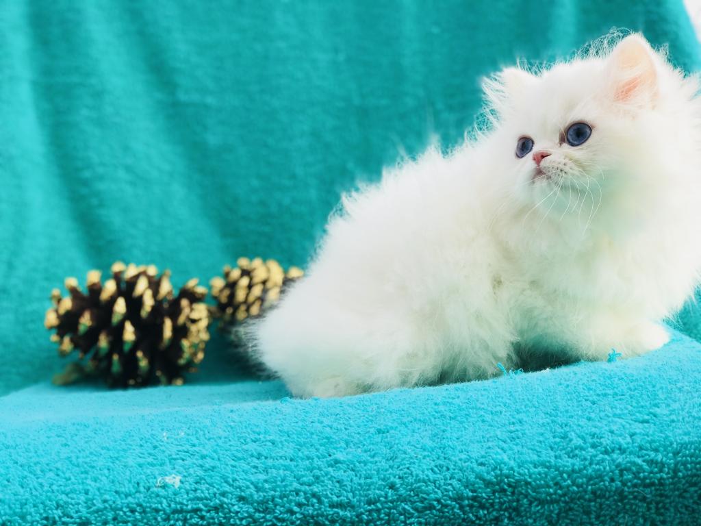 Angelic Doll Face Blue Eyed White Persians photo 3