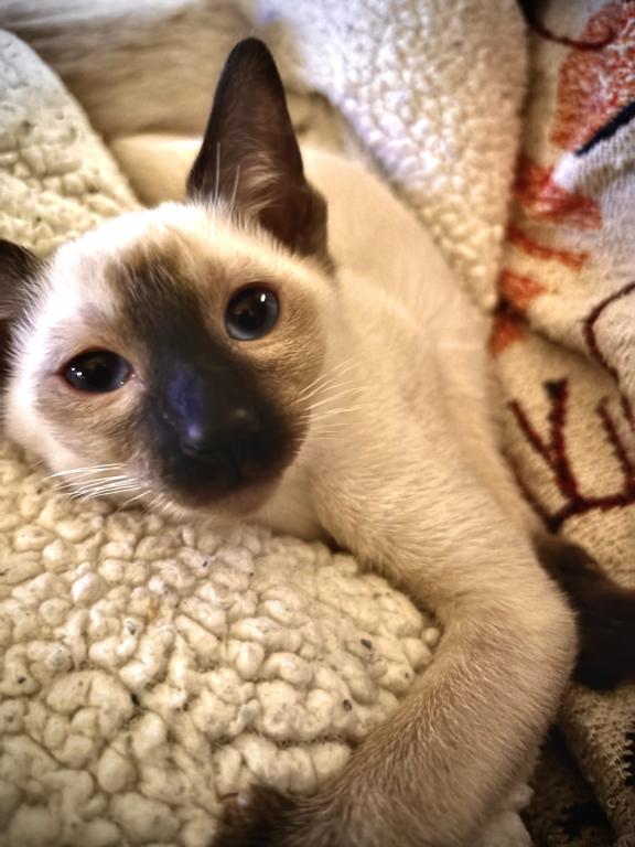 Snows Siamese Seal And Chocolate Points photo 9