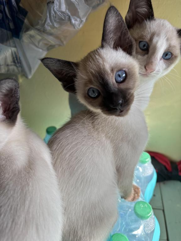 Snows Siamese Seal And Chocolate Points photo 1