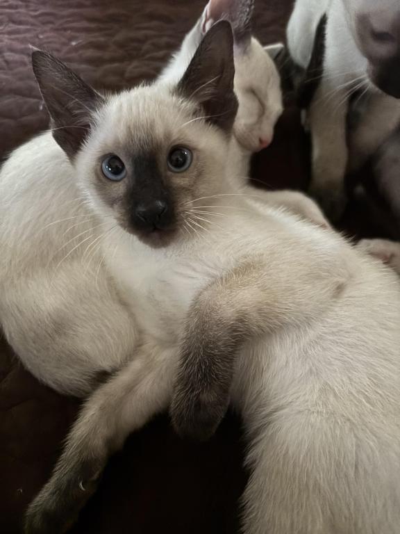 Snows Siamese Seal And Chocolate Points photo 4
