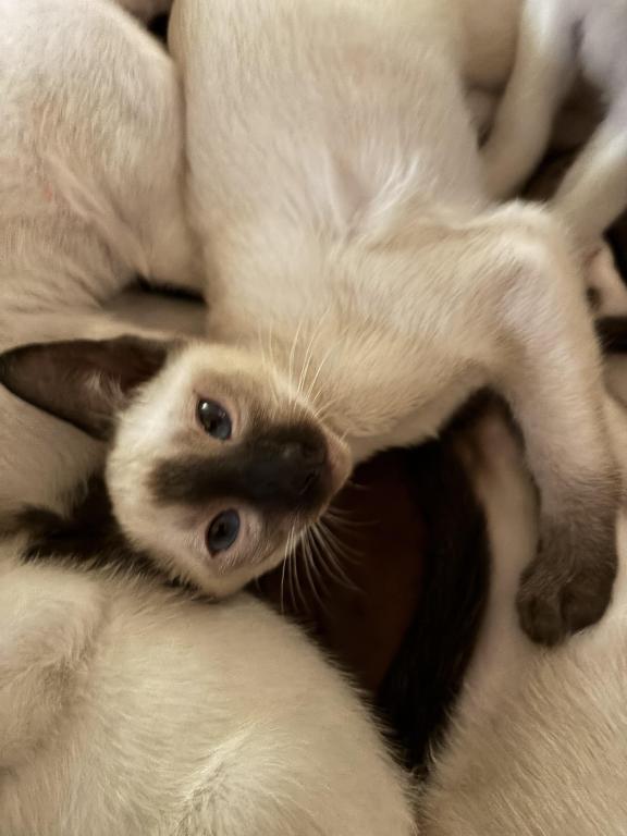 Snows Siamese Seal And Chocolate Points photo 7