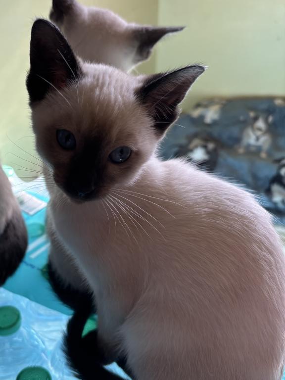 Snows Siamese Seal And Chocolate Points photo 2