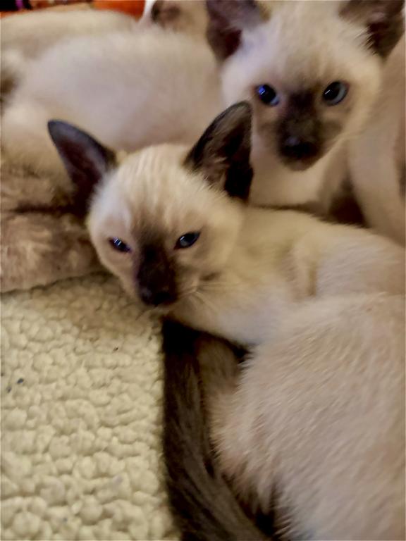 Snows Siamese Seal And Chocolate Points photo 5