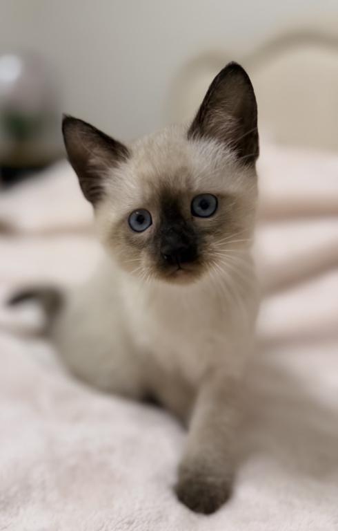 Cute Siamese Kitten photo 4