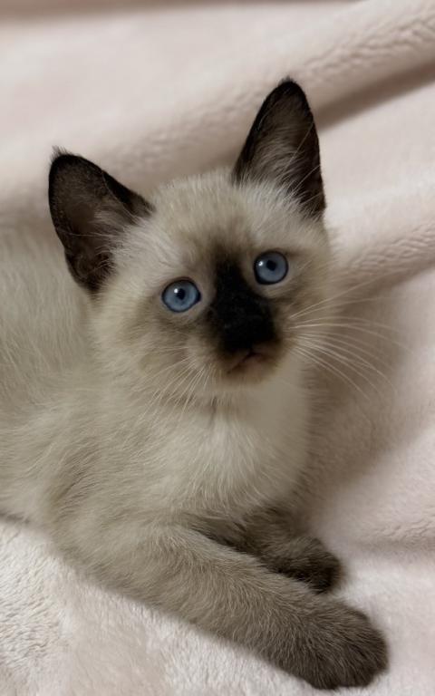Cute Siamese Kitten photo 1