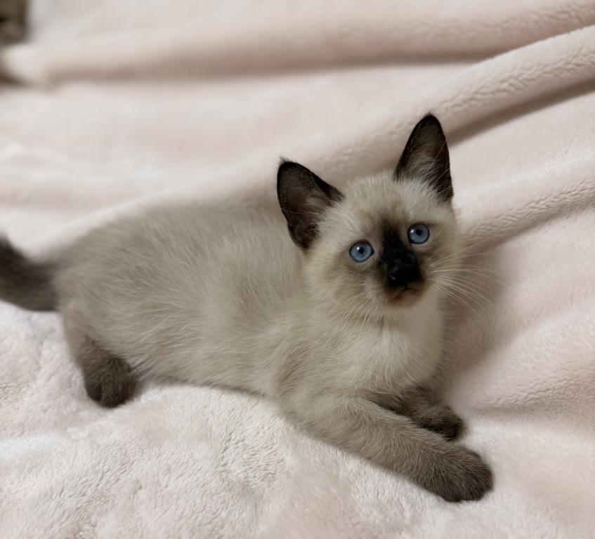 Cute Siamese Kitten photo 3