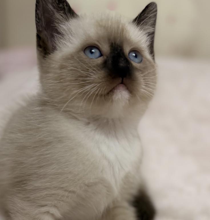 Cute Siamese Kitten photo 2