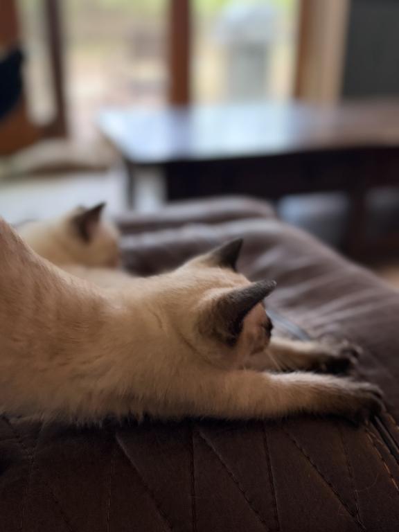 Mocha photo 12
