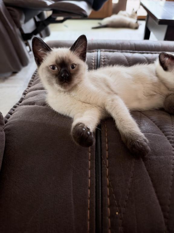 Mocha photo 4