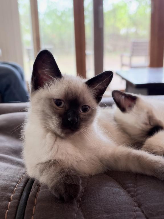Mocha photo 2