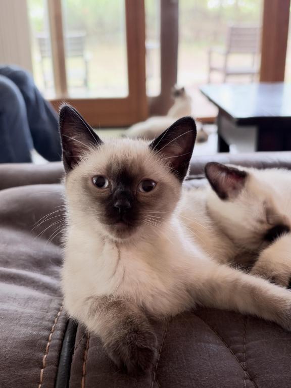 Mocha photo 1