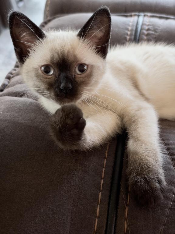 Mocha photo 9