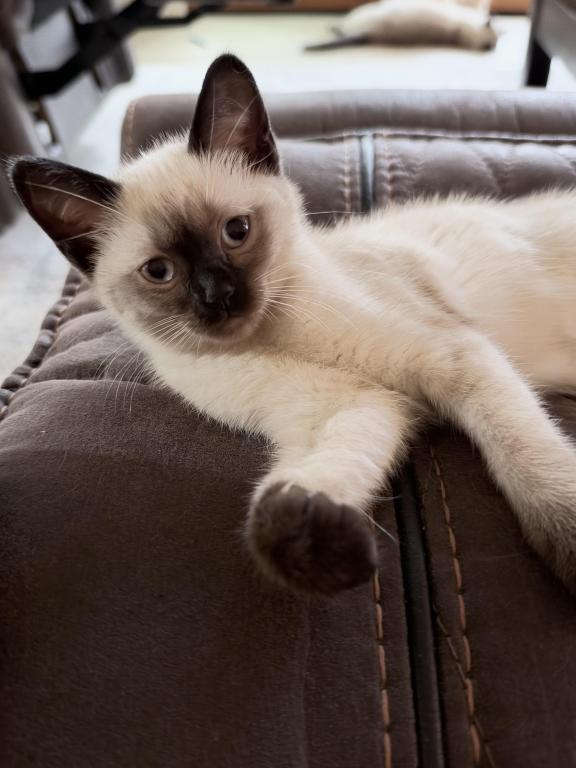 Mocha photo 5