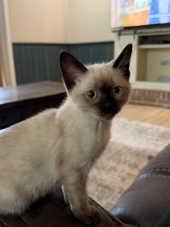 Mocha photo 11