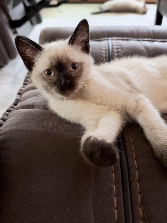 Mocha photo 7