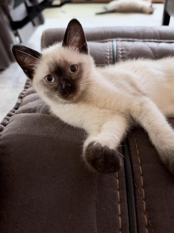 Mocha photo 8