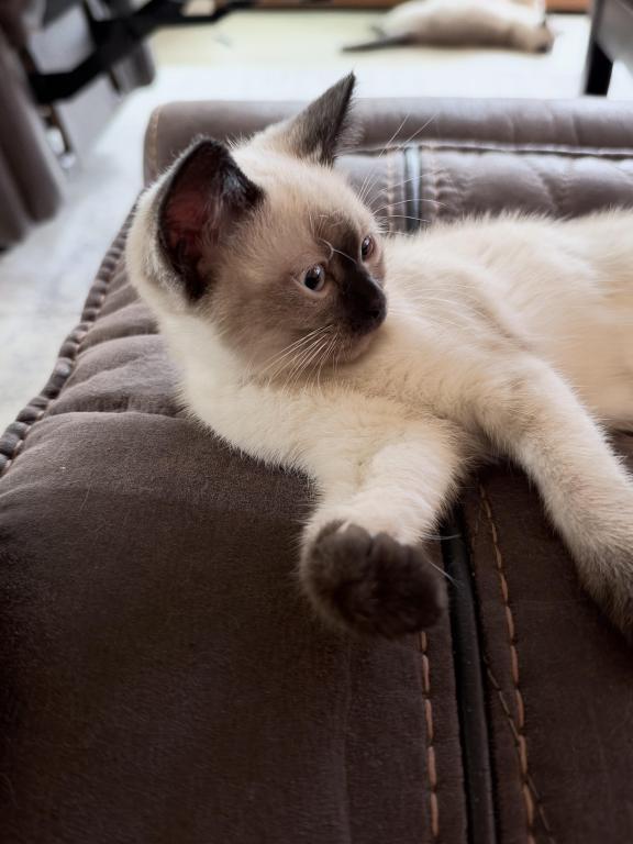 Mocha photo 6