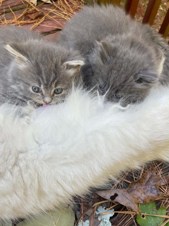 Gray British Shorthair Babies photo 2