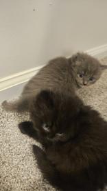 Gray British Shorthair Babies photo 5