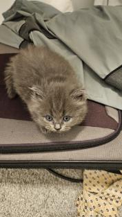 Gray British Shorthair Babies photo 4