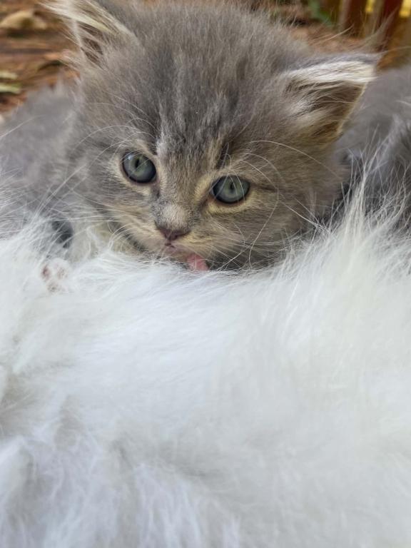 Gray British Shorthair Babies photo 3